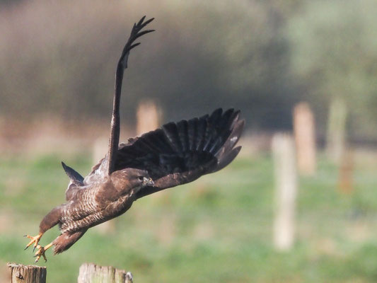 Mäusebussard, common buzzard, buteo buteo