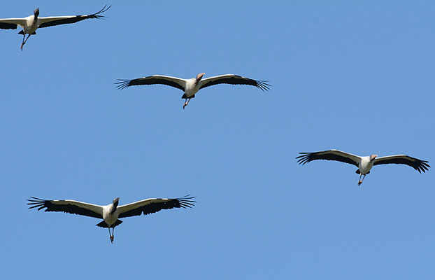 WALDSTORCH, WOOD STORK, MYCTERIA AMERICANA