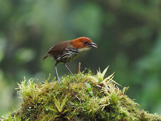 ROSTKAPPEN-AMEISENPITTA, CHESTNUT-CROWNED ANTPITTA - GRALLARIA RUFICAPILLA