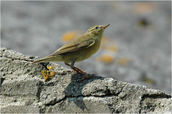 FITIS,  WILLOW WARBLER, PHYLLOSCOPUS TROCHILUS