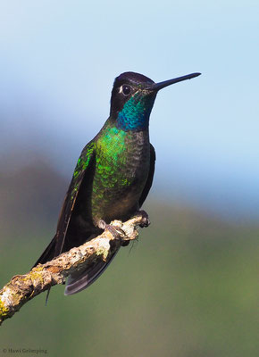 FEUERKEHLKOLIBRI, FIERY-THROATED HUMMINGBIRD, PANTERPE INSIGNIS