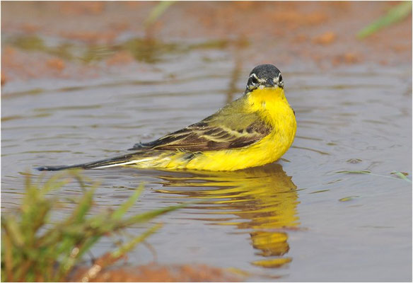 DOMBROWSKII-SCHAFSTELZE, YELLOW WAGTAIL ´DOMBROWSKII´, MOTACILLA FLAVA DOMBROWSKII
