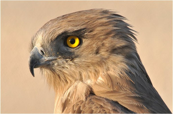 SCHLANGENADLER, SHORT-TOED EAGLE, CIRCAETUS GALLICUS