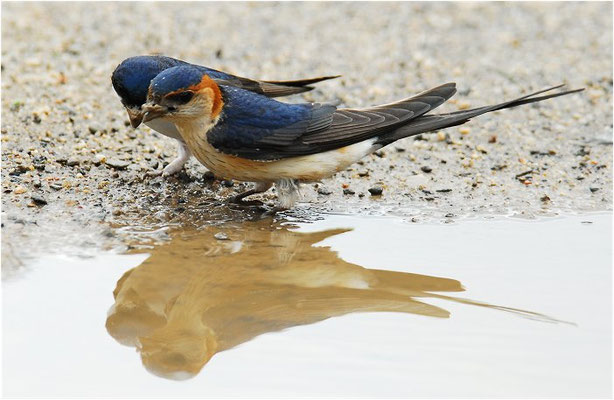 RÖTELSCHWALBE, RED-RUMPED SWALLOW, CECROPIS DAURICA