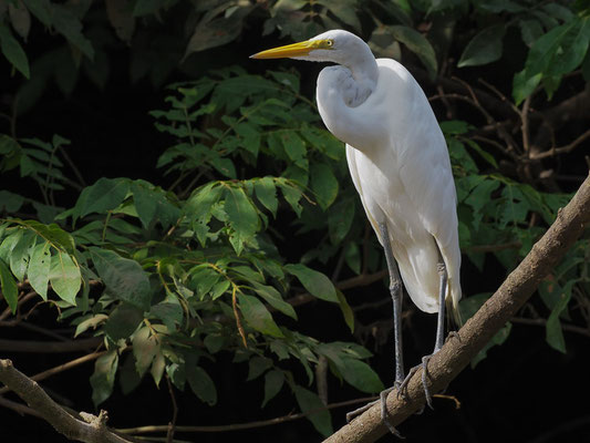 SILBERREIHER, GREAT EGRET, EGRETTA ALBA