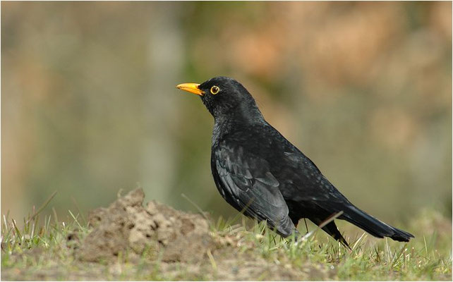 AMSEL, COMMON BLACKBIRD, TURDUS MERULA
