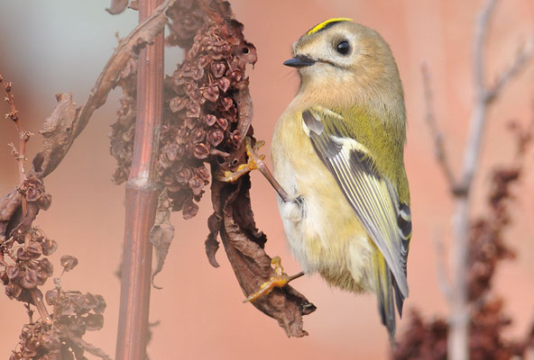 WINTERGOLDHÄHNCHEN, GOLDCREST, REGULUS REGULUS