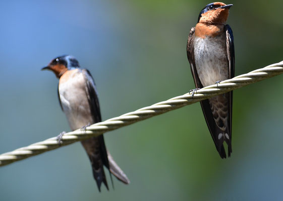 SÜDSEESCHWALBE, PACIFIC SWALLOW, HIRUNDO TABITICA