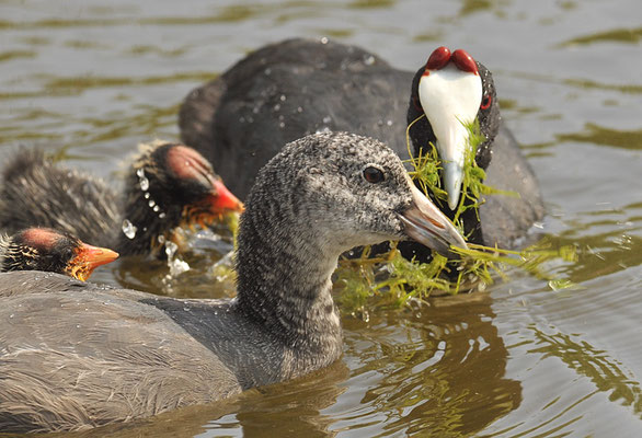 KAMMBLÄSSRALLE, RED-KNOBBED COOT, FULICA CRISTATA