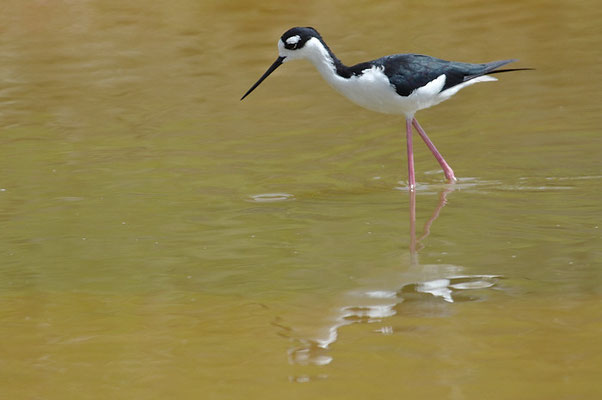 Amerikanischer Stelzenläufer, Black-necked stilt, Himantopus mexicanus