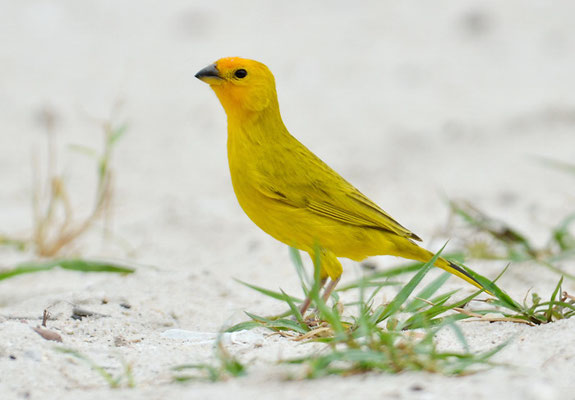 SAFRANAMMER, SAFFRON FINCH, SICALIS FLAVEOLA