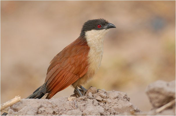 SPORENKUCKUCK, SENEGAL COUCAL, CENTROPUS SENEGALENSIS