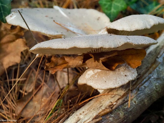Austern-Seitling - Pleurotus ostreatus