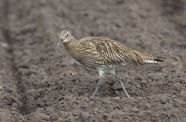 BRACHVOGEL, EURASIAN CURLEW, NUMENIUS ARQUATA