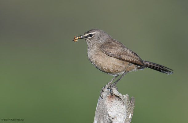 KARRUHECKENÄNGER, KAROO SCRUB ROBIN, CERCOTRICHAS CORYPHOEUS