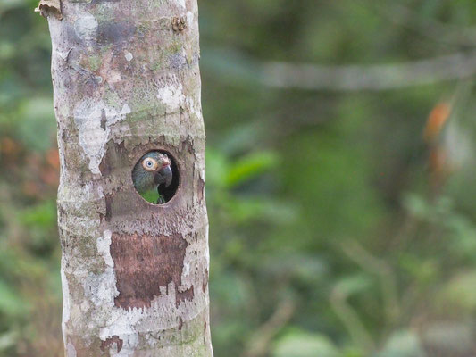 Braunkopfsittich, Dusky-headed Parakeet - Aratinga weddellii