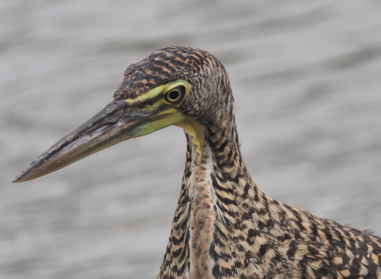 NACKTKEHLREIHER, BARE-THROATED TIGER-HERON, TIGRISOMA MEXICANUM