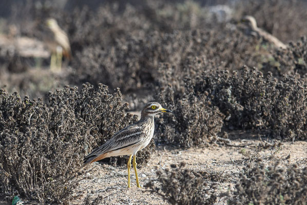 TRIEL, THICKKNEE, BURHINUS OEDICNEMUS