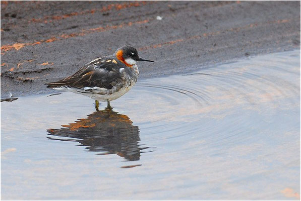 ODINSHÜHNCHEN, RED-NECKED PHALAROPE, PHALAROPUS LOBATUS