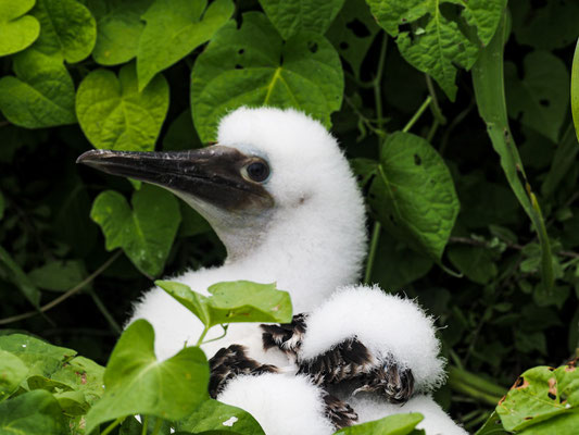 BLAUFUSSTÖLPEL, BLUE-FOOTED BOOBY - SULA NEBOUXII