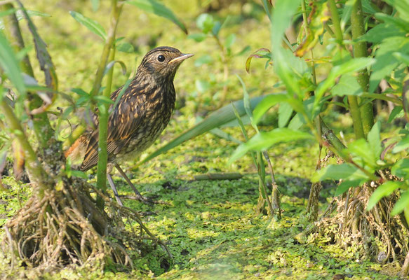BLAUKEHLCHEN, BLUETHROAT, LUSCINIA SVECICA