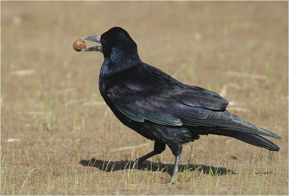 SAATKRÄHE, ROOK, CORVUS FRUGILEGUS