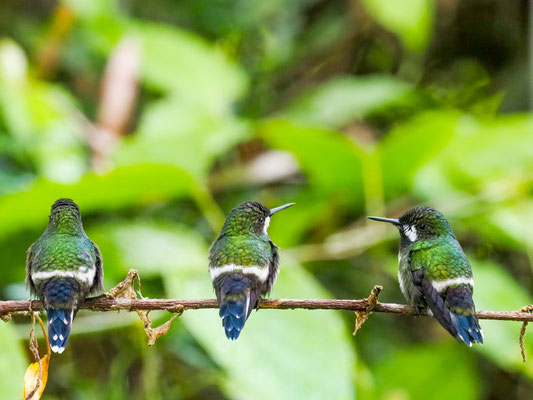 GRÜNE FADENELFE, GREEN THORNTAIL - DISCOSURA CONVERSII