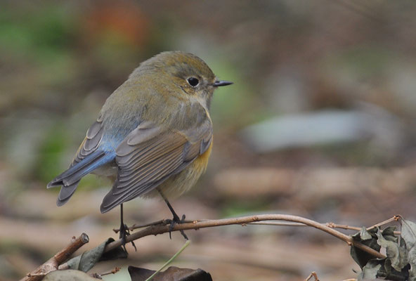 BLAUSCHWANZ, RED-FLANKED BLUETAIL, TARSIGER CYANURUS