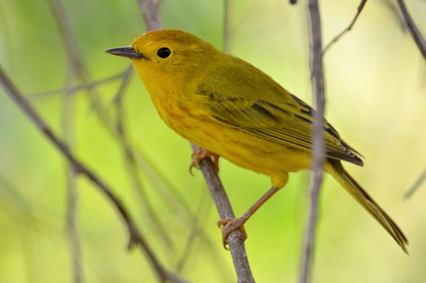 GOLDWALDSÄNGER, YELLOW WARBLER, DENDROICA PETECHIS RUFOPILEATA