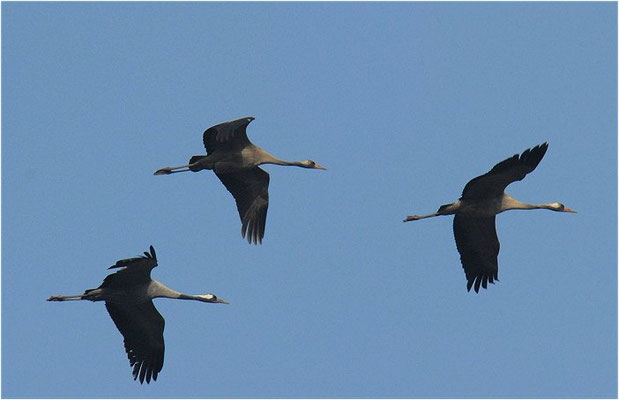 KRANICH, CRANE, GRUS GRUS