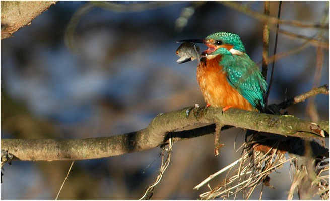 EISVOGEL, COMMON KINGFISHER, ALCEDO ATTHIS