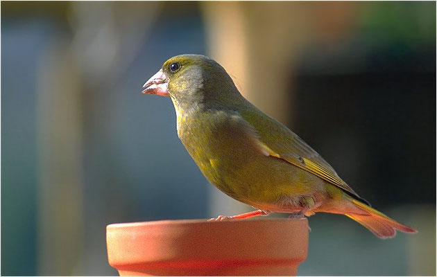 GRÜNFINK, GREENFINCH, CHLORIS CHLORIS