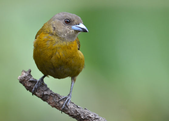 FEUERRÜCKENTANGARE, PASSERINI´S TANAGER, RAMPHOCELUS PASSERINII