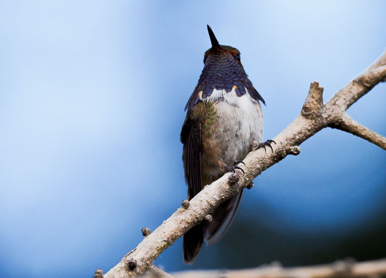 VULKANELFE, VOLCANO HUMMINGBIRD, SELASPHORUS FLAMMULA