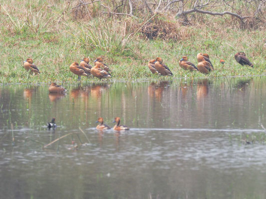 Gelbe Pfeifgans, Fulvous Whistling-Duck - Dendrocygna bicolor