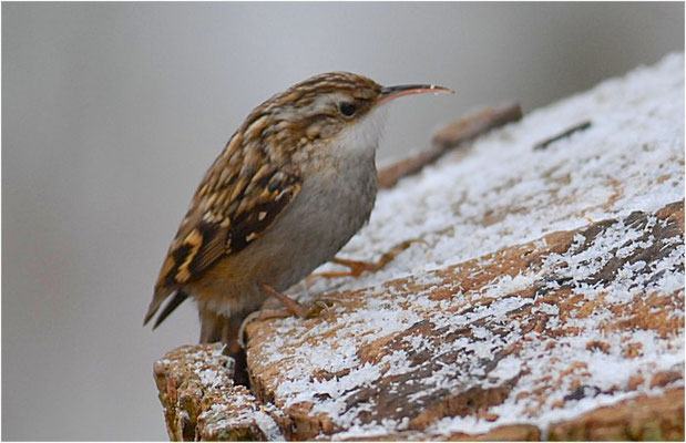 GARTENBAUMLÄUFER, SHORT-TOED TREECREEPER, CERTHIA BRACHYDACTYLA