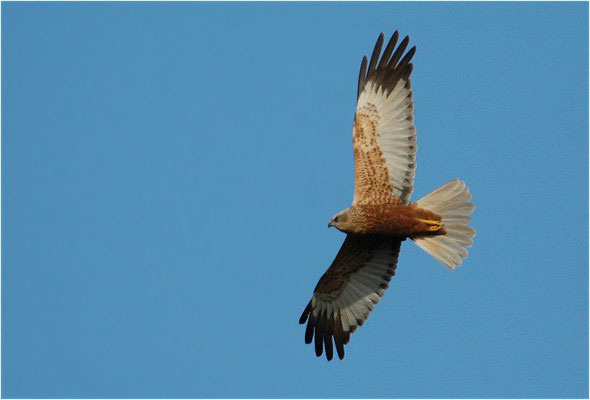 ROHRWEIHE, MARSH HARRIER, CIRCUS AERUGINOSUS