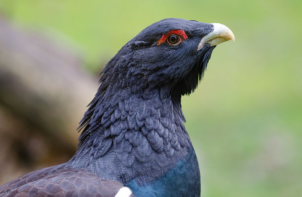 AUERHUHN, CAPERCAILLIE, TETRAO URUGALLUS