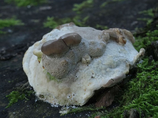 Buckel-Tramete - Trametes gibbosa