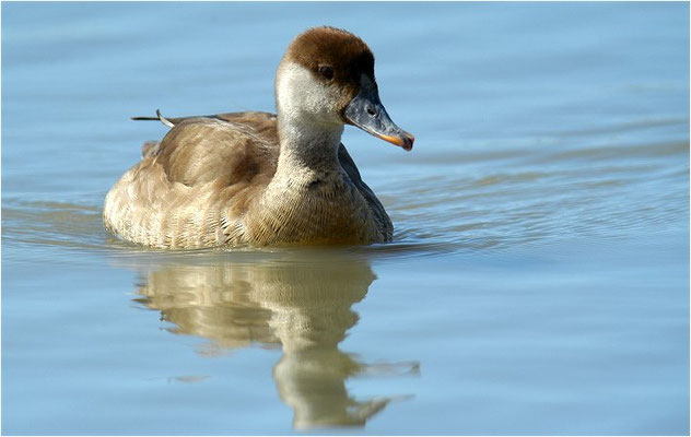 KOLBENENTE, RED-CRESTED POCHARD, NETTA RUFINA