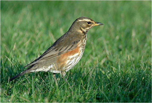 ROTDROSSEL, REDWING, TURDUS ILIACUS