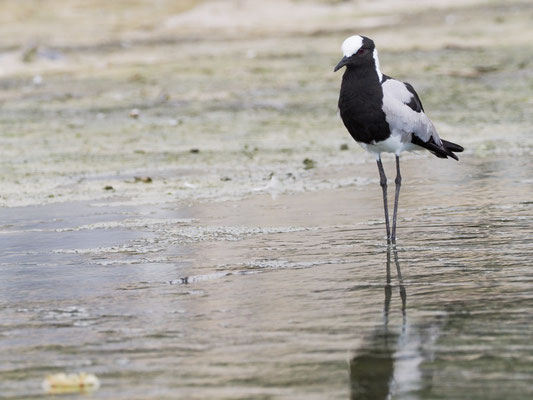 Waffenkiebitz, blacksmith lapwing, vanellus armatus