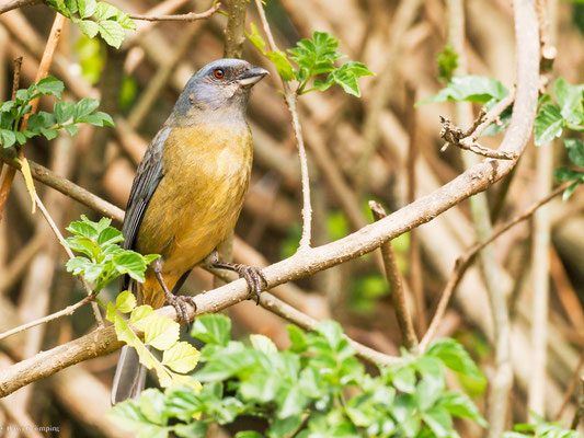 Schwarzstirntangare, Blue-and-yellow Tanager - Pipraeidea bonariensis