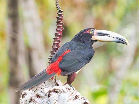 Hellschnabelarassari, , Pale-mandibled Aracari - Pteroglossus erythropygius