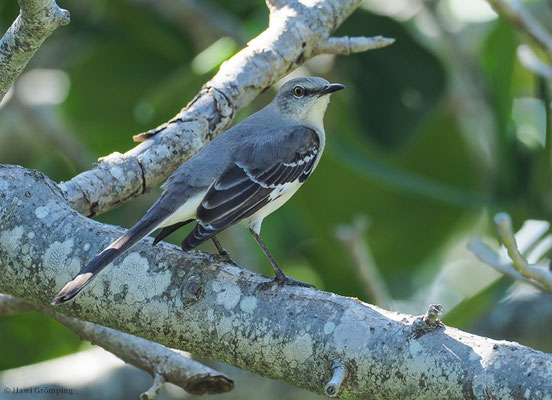 SPOTTDROSSEL, NORTHERN MOCKINGBIRD, MIMUS POLYGLOTTUS