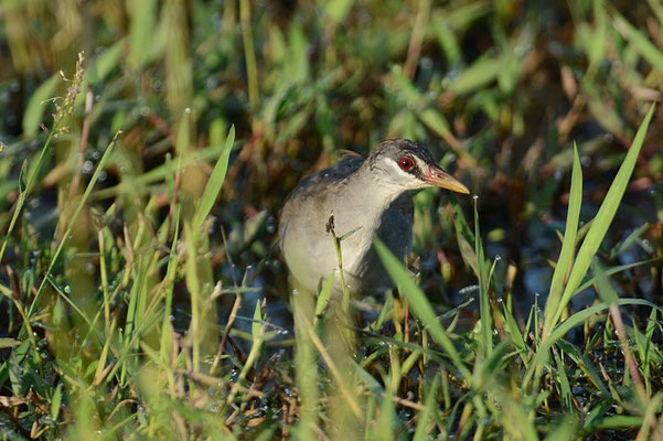 WEISSBRAUENSUMPFHUHN, WHITE-BROWED CRAKE, PORZANA CINEREA