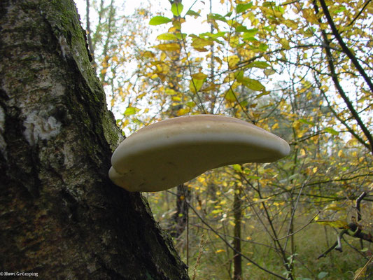 Birkenporling - Piptoporus betulinus