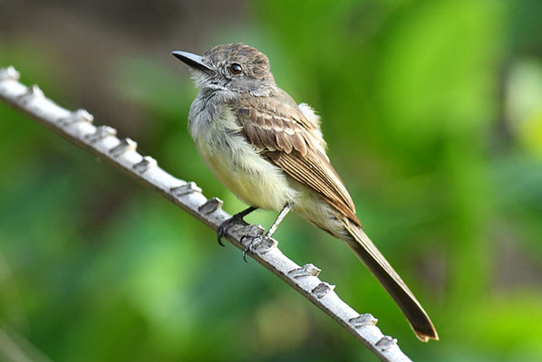 KURZSCHOPFTYRANN, SHORT-CRESTED FLYCATCHER, MYIARCHUS FEROX