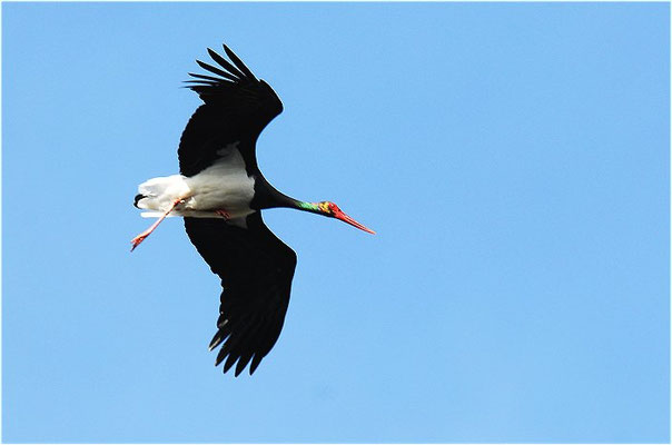 SCHWARZSTORCH, BLACK STORK, CICONIA NIGRA