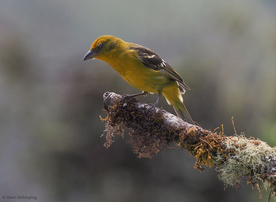 BLUTTANGARE, FLAME-COLORED TANAGER, PIRANGA BIDENTATA